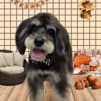 ミニチュアシュナウザー