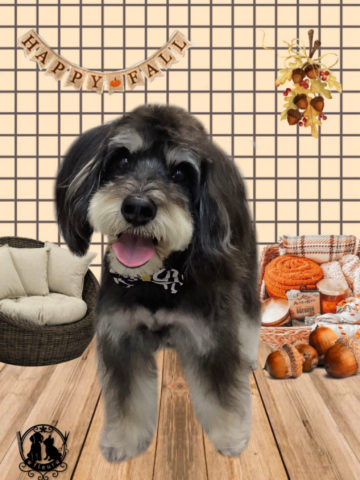 ミニチュアシュナウザー