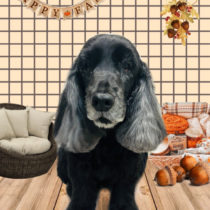 イングリッシュコッカースパニエル