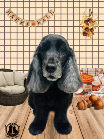 イングリッシュコッカースパニエル