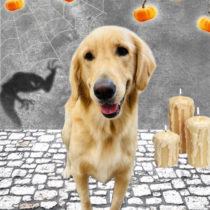 ゴールデンレトリバー