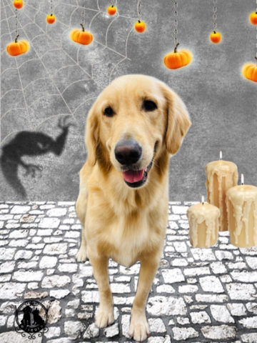 ゴールデンレトリバー