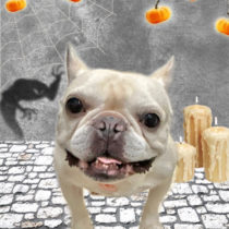 フレンチブルドッグ