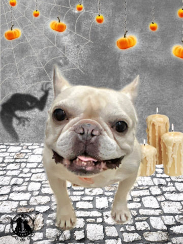 フレンチブルドッグ