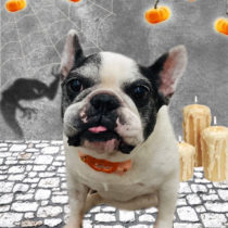 フレンチブルドッグ