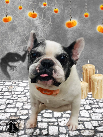 フレンチブルドッグ