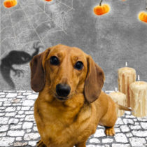 ミニチュアダックス