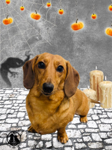 ミニチュアダックス