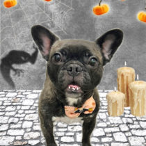 フレンチブルドッグ