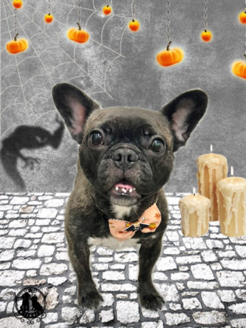 フレンチブルドッグ