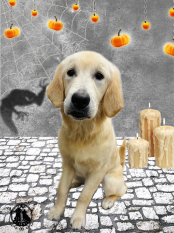 ゴールデンレトリバー