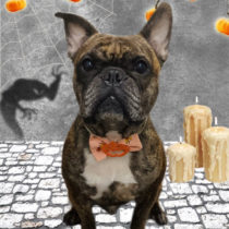 フレンチブルドッグ