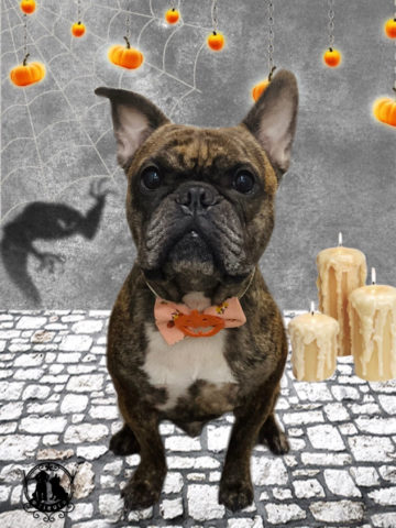 フレンチブルドッグ