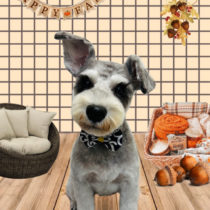 ミニチュアシュナウザー