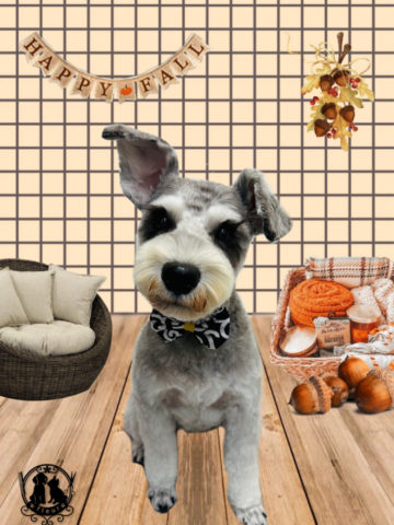 ミニチュアシュナウザー