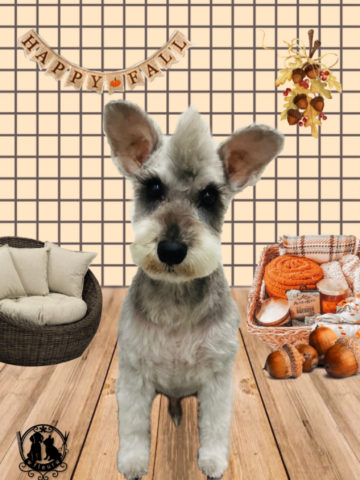 ミニチュアシュナウザー