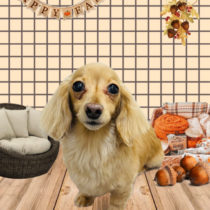 ミニチュアダックス