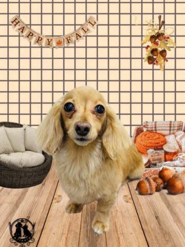 ミニチュアダックス