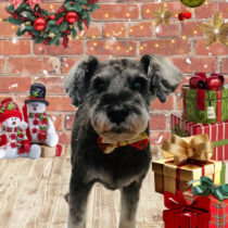 ミニチュアシュナウザー