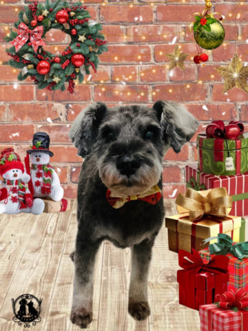 ミニチュアシュナウザー