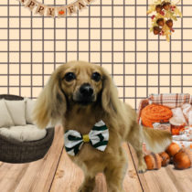 ミニチュアダックス