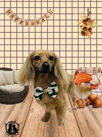 ミニチュアダックス