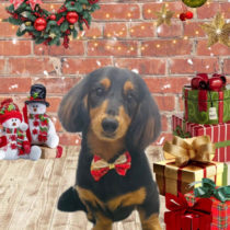 ミニチュアダックス