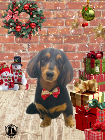 ミニチュアダックス