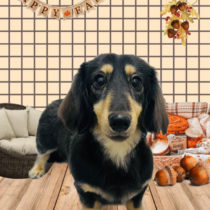 ミニチュアダックス