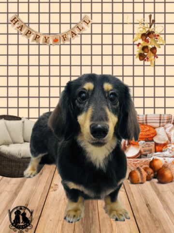 ミニチュアダックス