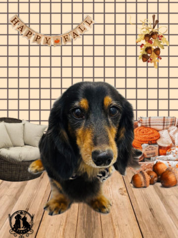 ミニチュアダックス