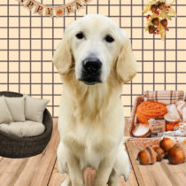 ゴールデンレトリバー