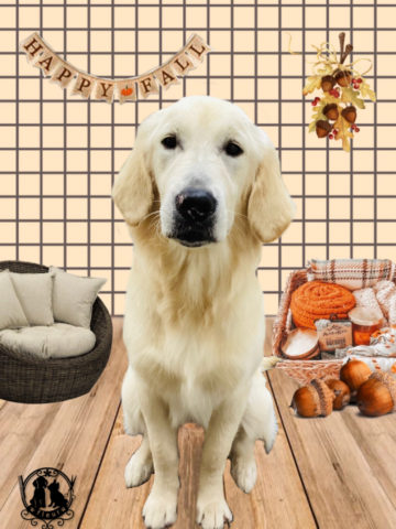 ゴールデンレトリバー