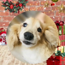 ミニチュアダックス