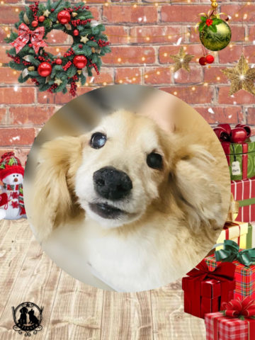 ミニチュアダックス