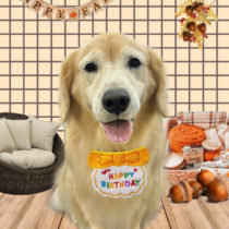 ゴールデンレトリバー