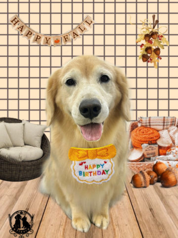 ゴールデンレトリバー