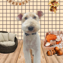 ワイヤーフォックステリア