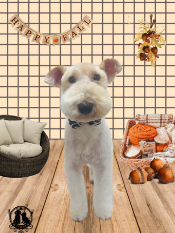 ワイヤーフォックステリア