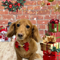 ミニチュアダックス