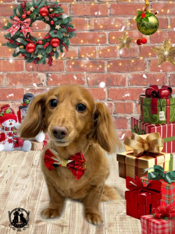 ミニチュアダックス