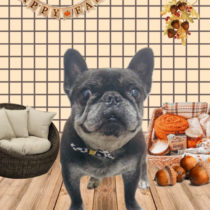 フレンチブルドッグ