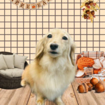 ミニチュアダックス