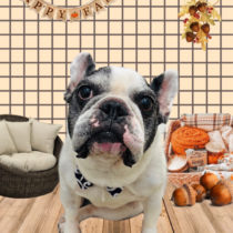 フレンチブルドッグ