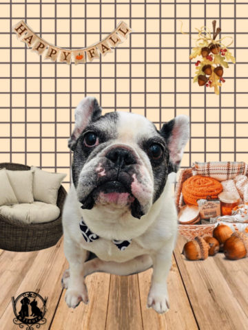 フレンチブルドッグ