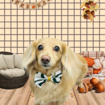 ミニチュアダックス