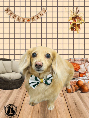 ミニチュアダックス