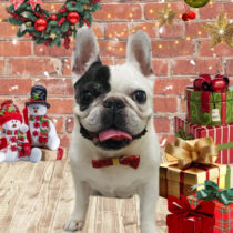 フレンチブルドッグ