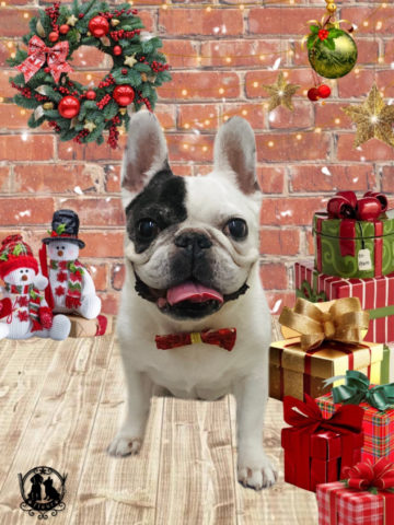 フレンチブルドッグ