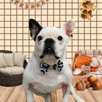 フレンチブルドッグ